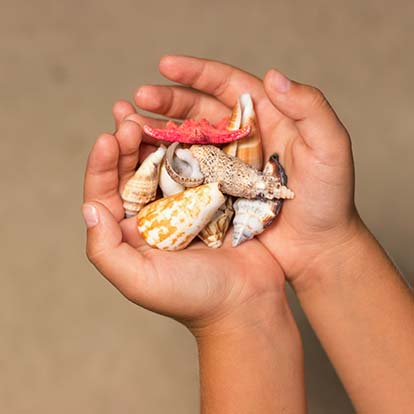 Seashell Hunt