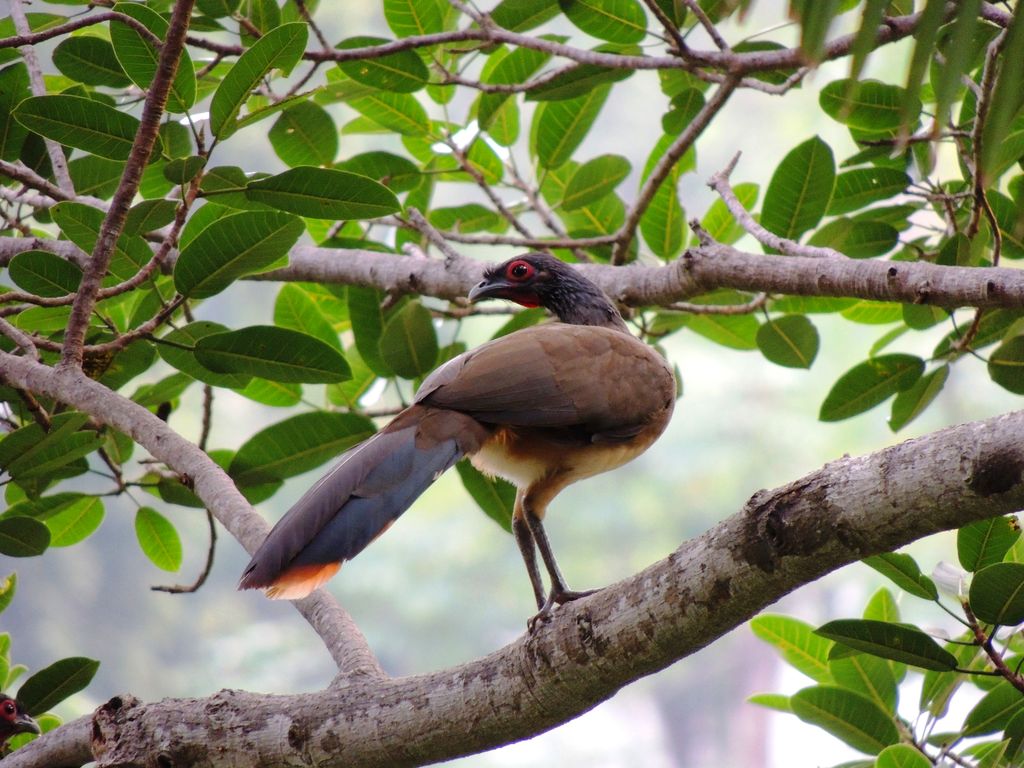 puerto-vallarta-birds-chachalaca