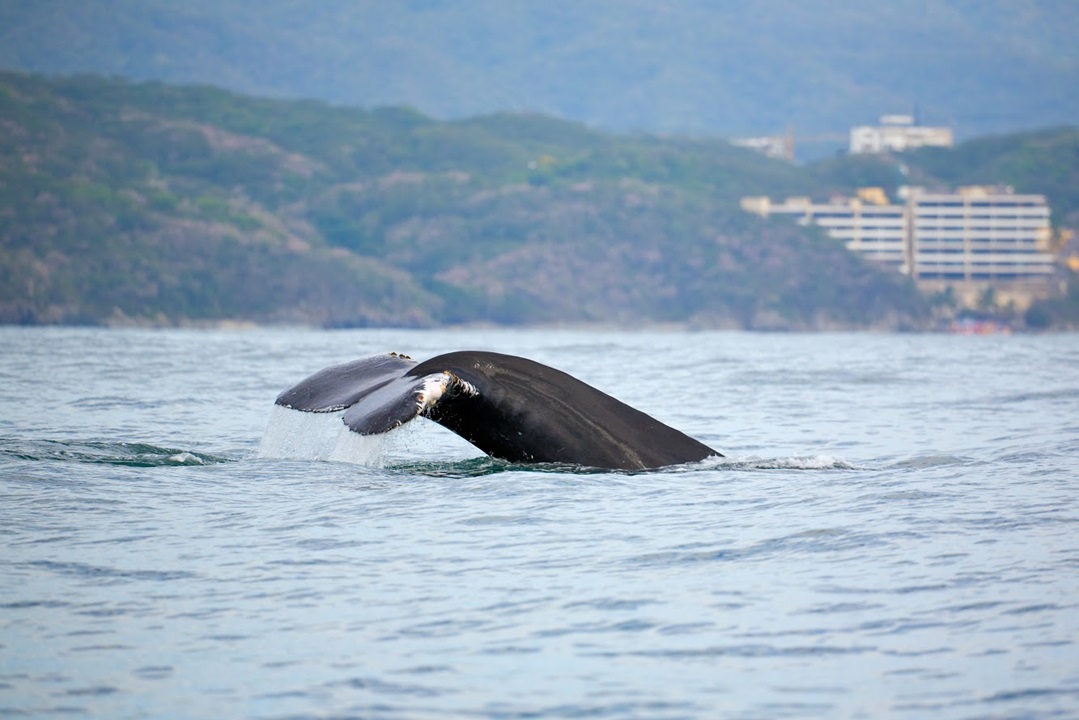 Whale Watching in Puerto Vallarta