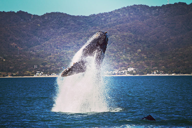 Whale Watching - Puerto Vallarta