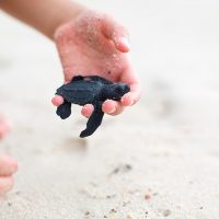 Sea Turtles to the Rescue at Garza Balnca
