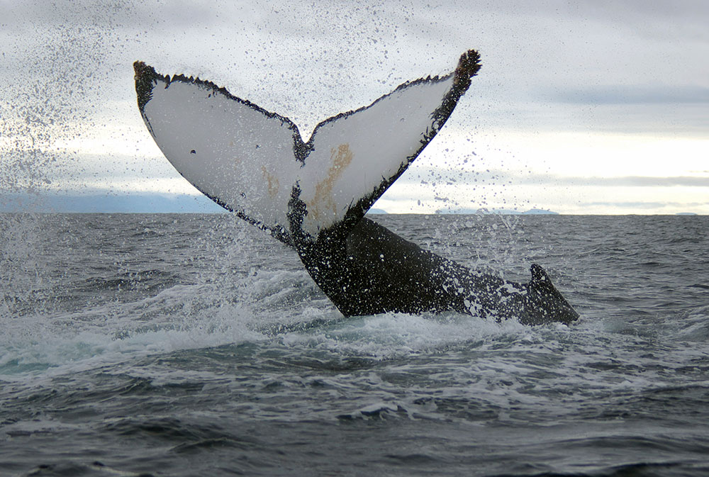 Whale Tail in Puerto Vallarta