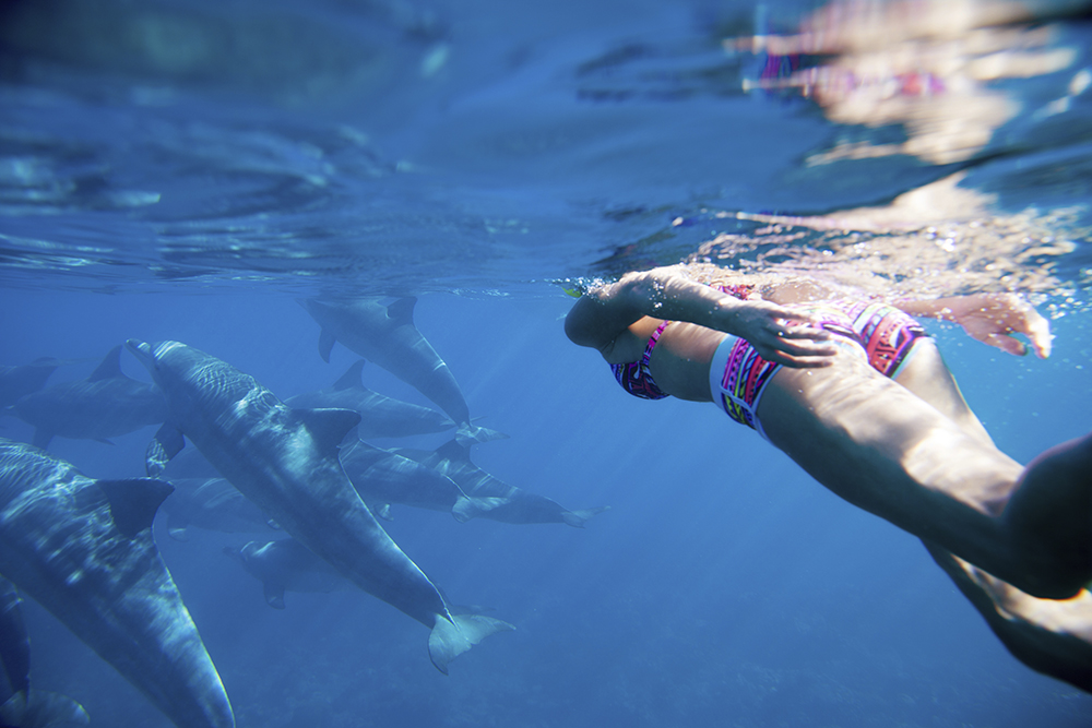 Consejos para nadar con delfines en Puerto Vallarta