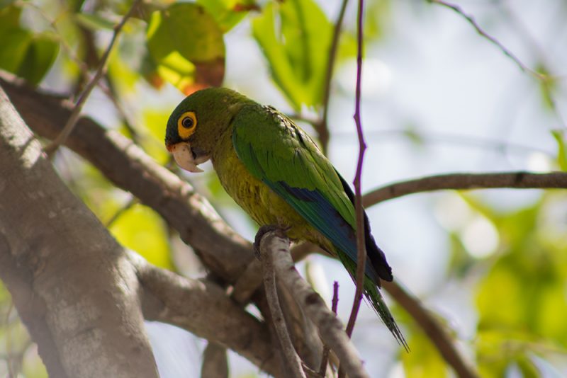 Parakeets Puerto Vallarta