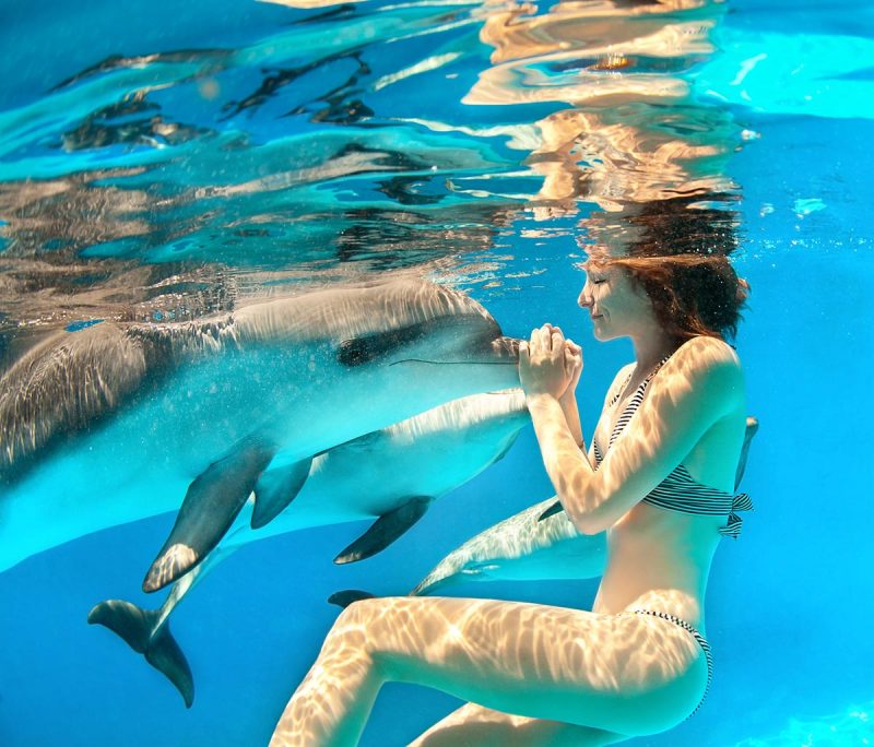 Swim with dolphins in the wild