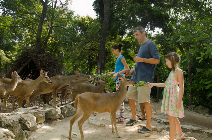 The Yucatan’s White-Tailed Deer