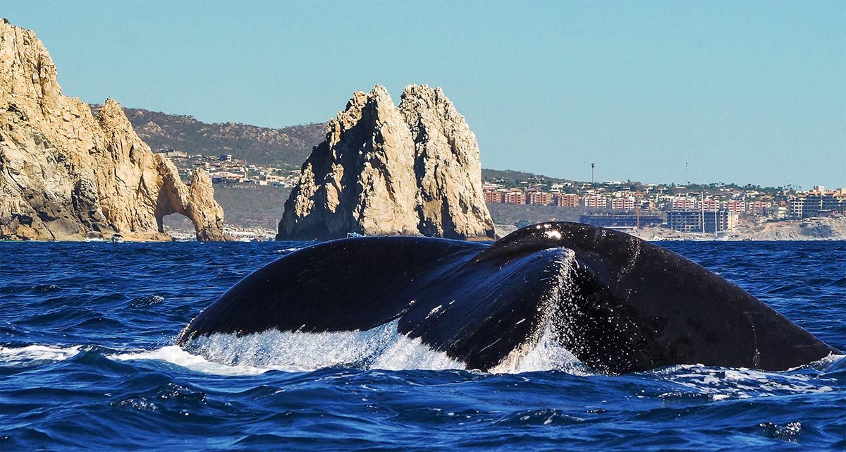 Whale Watching in Los Cabos
