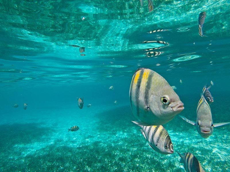 snorkeling riviera maya