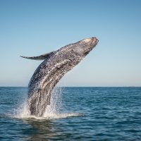 Whale Watching Season Has Begun in Cabo!