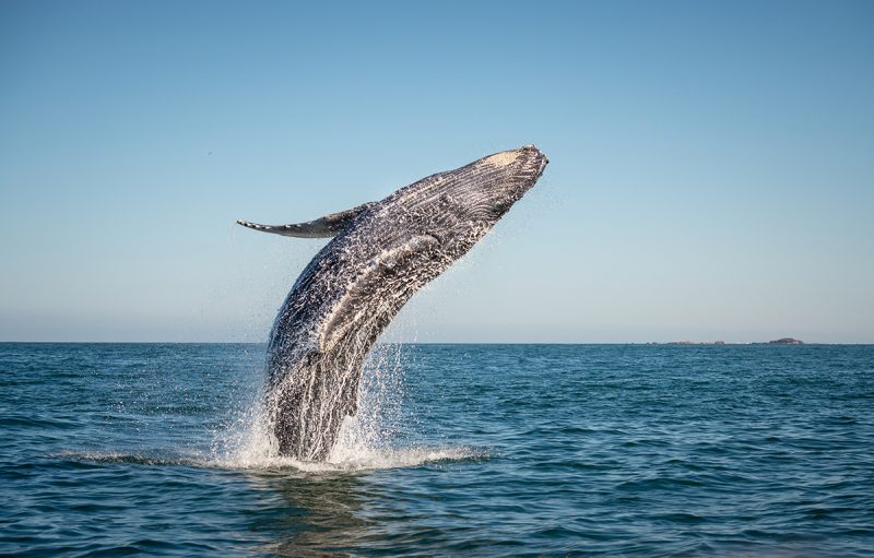 Whale Watching Season Has Begun in Cabo!