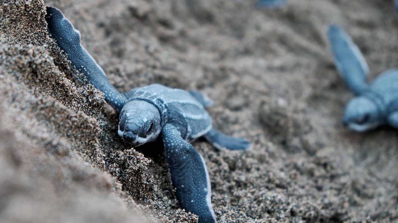 Release Baby Sea Turtles in Los Cabos Mexico