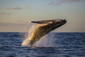 whale watching season in cabo