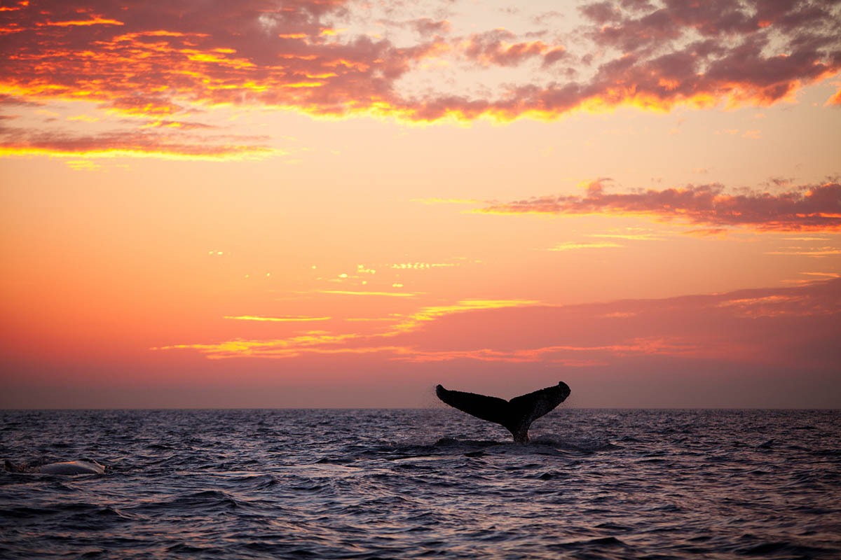 whale watching sunset 