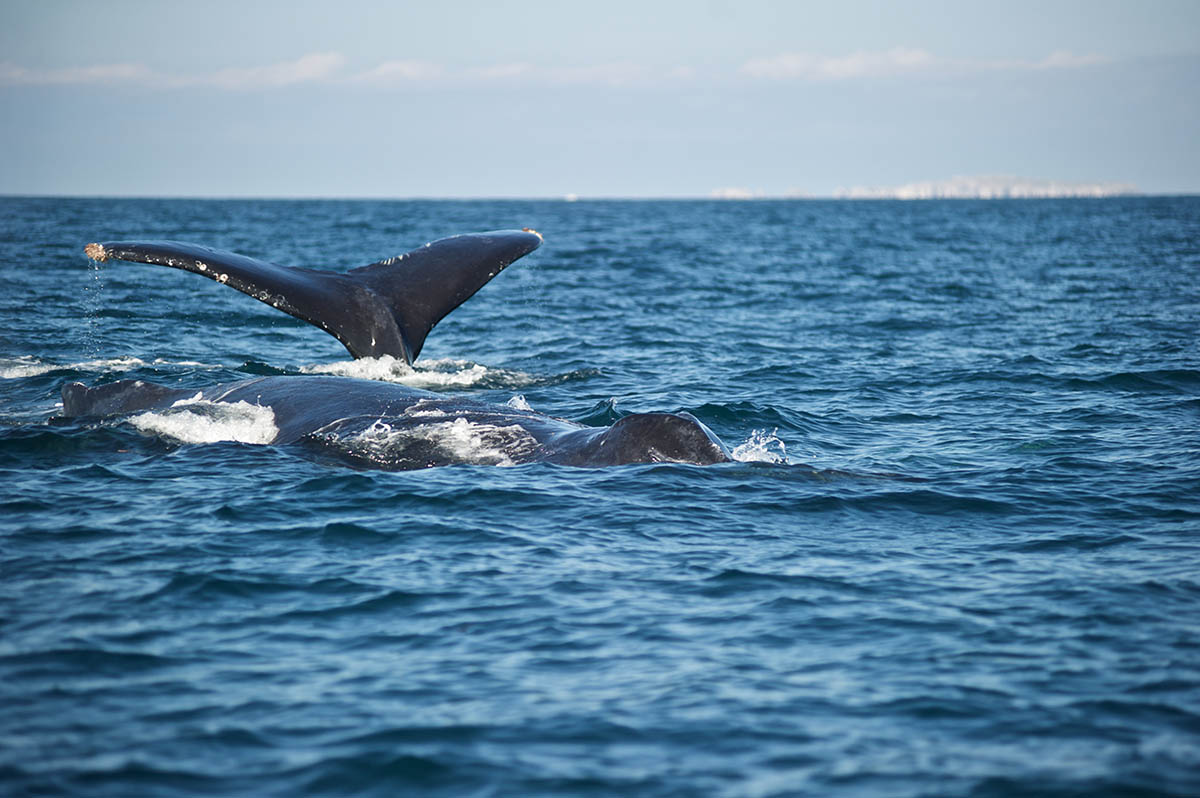 whale-watching-in-puerto-vallarta