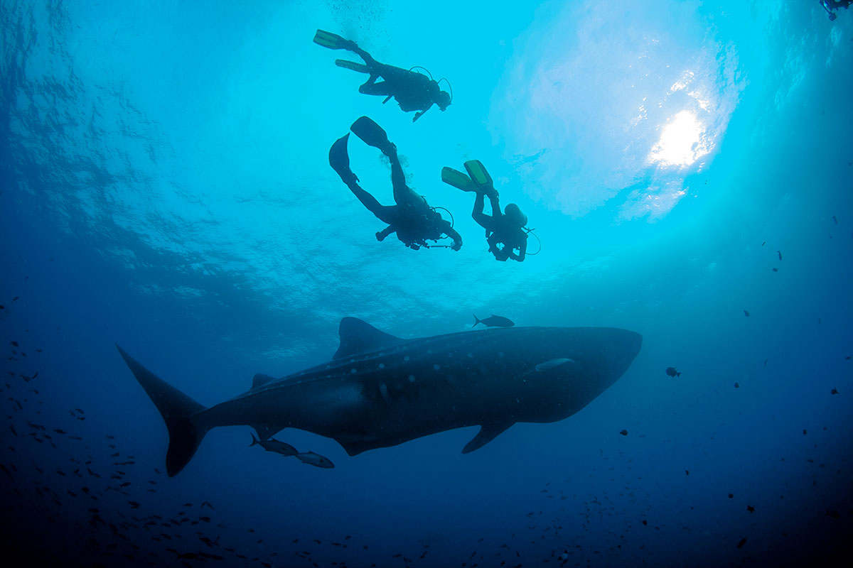Swim with whale sharks in Isla Mujeres