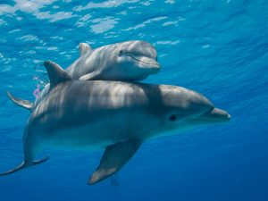 swimming-with-dolphins