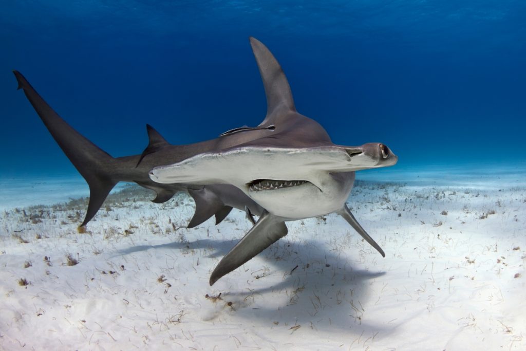 wildlife-in-cabo-hammerhead-shark