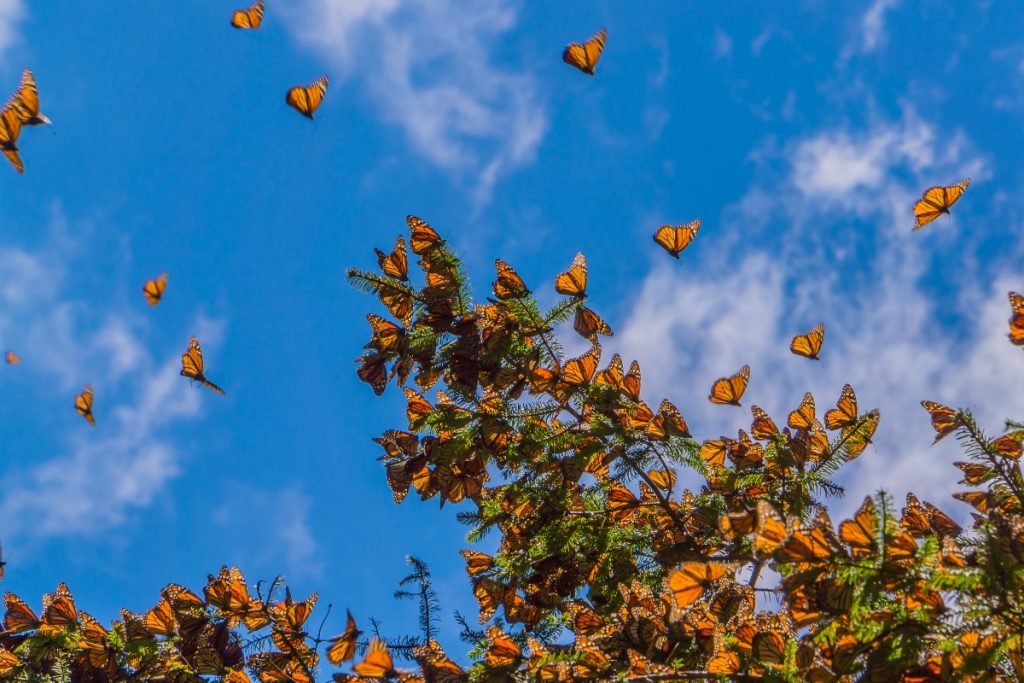 monarch-butterflies