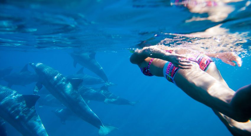 The Wild Side: Swim with Dolphins in their Natural Habitat