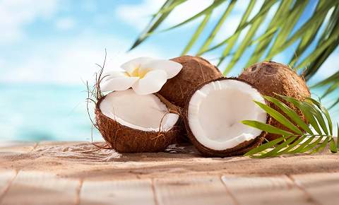Coconut Expo