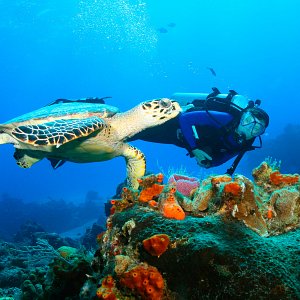 Scuba Diving in Riviera Maya