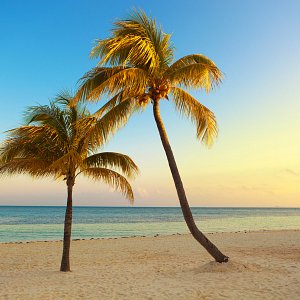 Palms in Riviera Maya