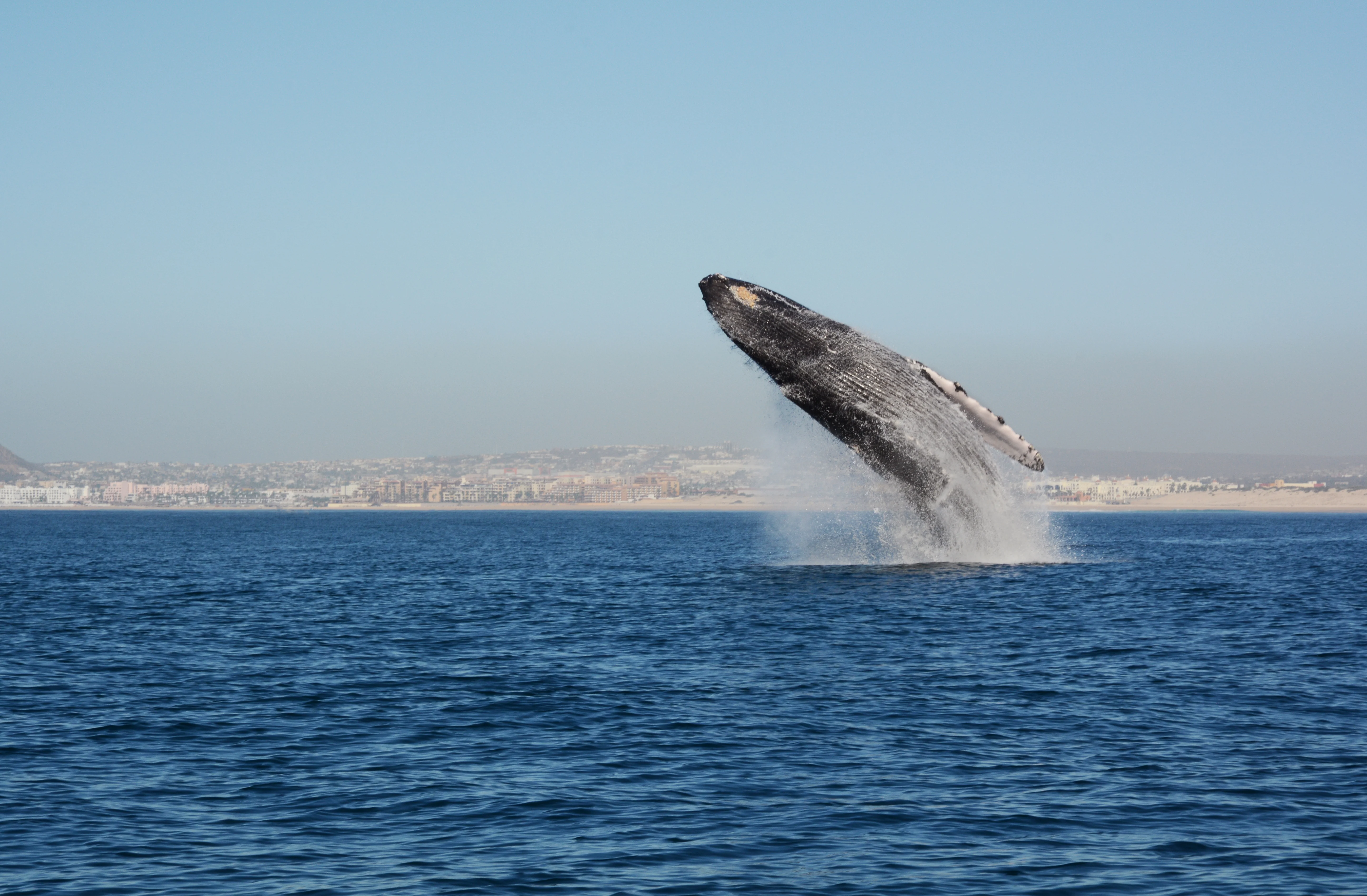 los-cabos-whale-jumping